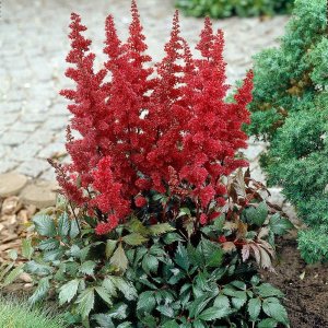 Astilba arendsová (Astilbe Arendsii) ´SPINELL´, kont. C1L
